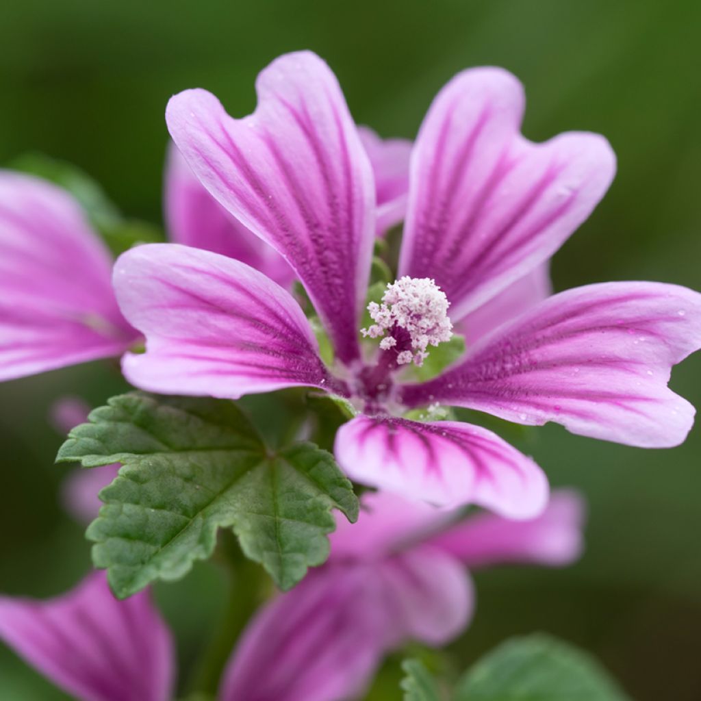 Malva sylvestris - Mallow