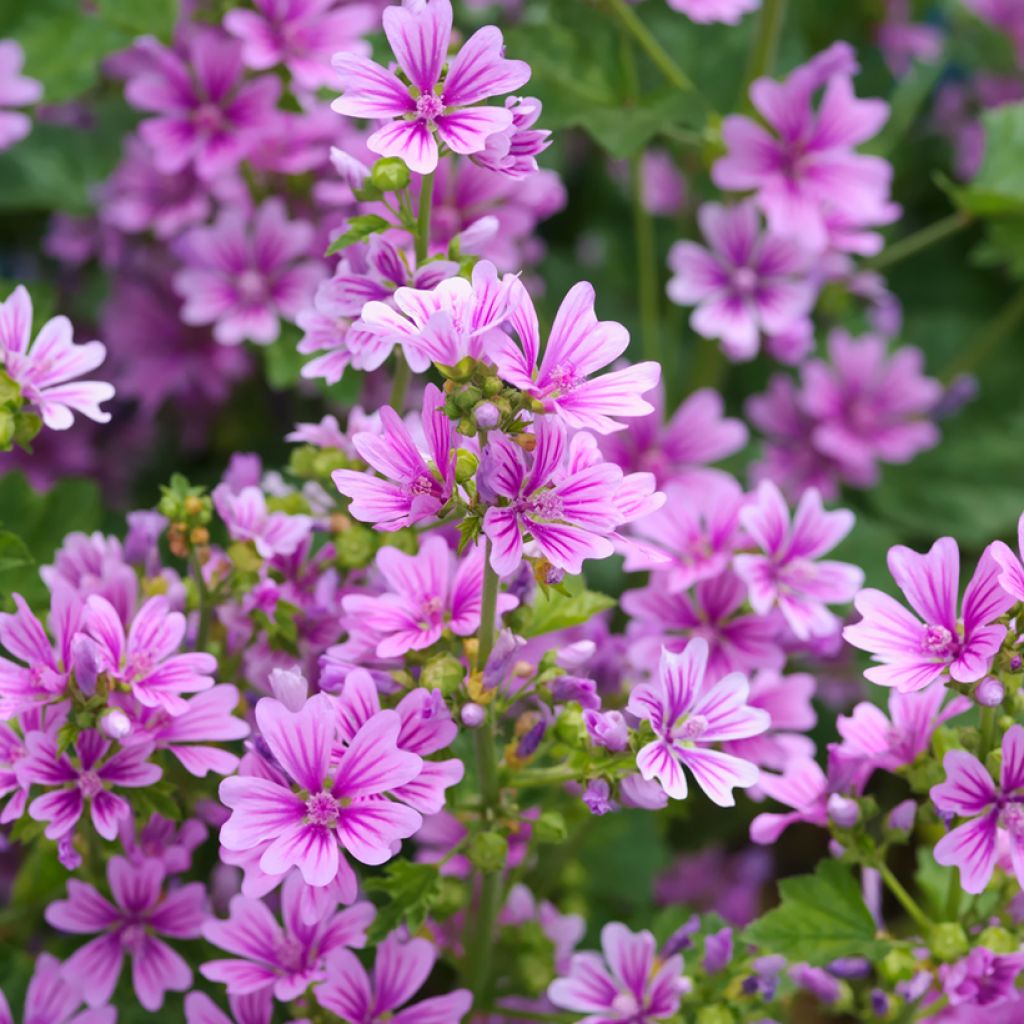 Malva sylvestris - Mallow