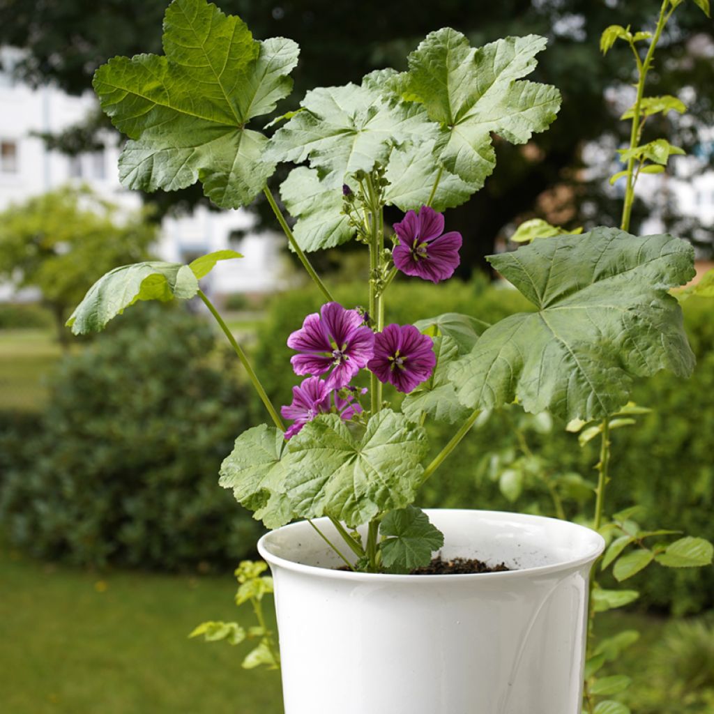 Malva sylvestris - Mallow