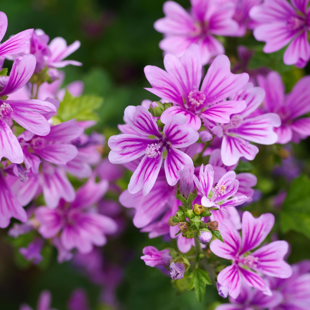 Malva sylvestris - Mallow