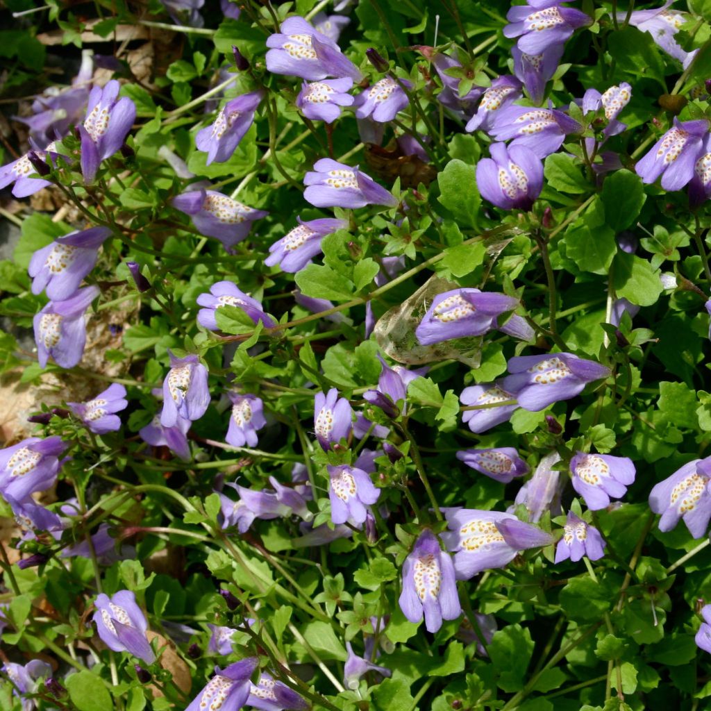 Mazus reptans - Mazus rampant.