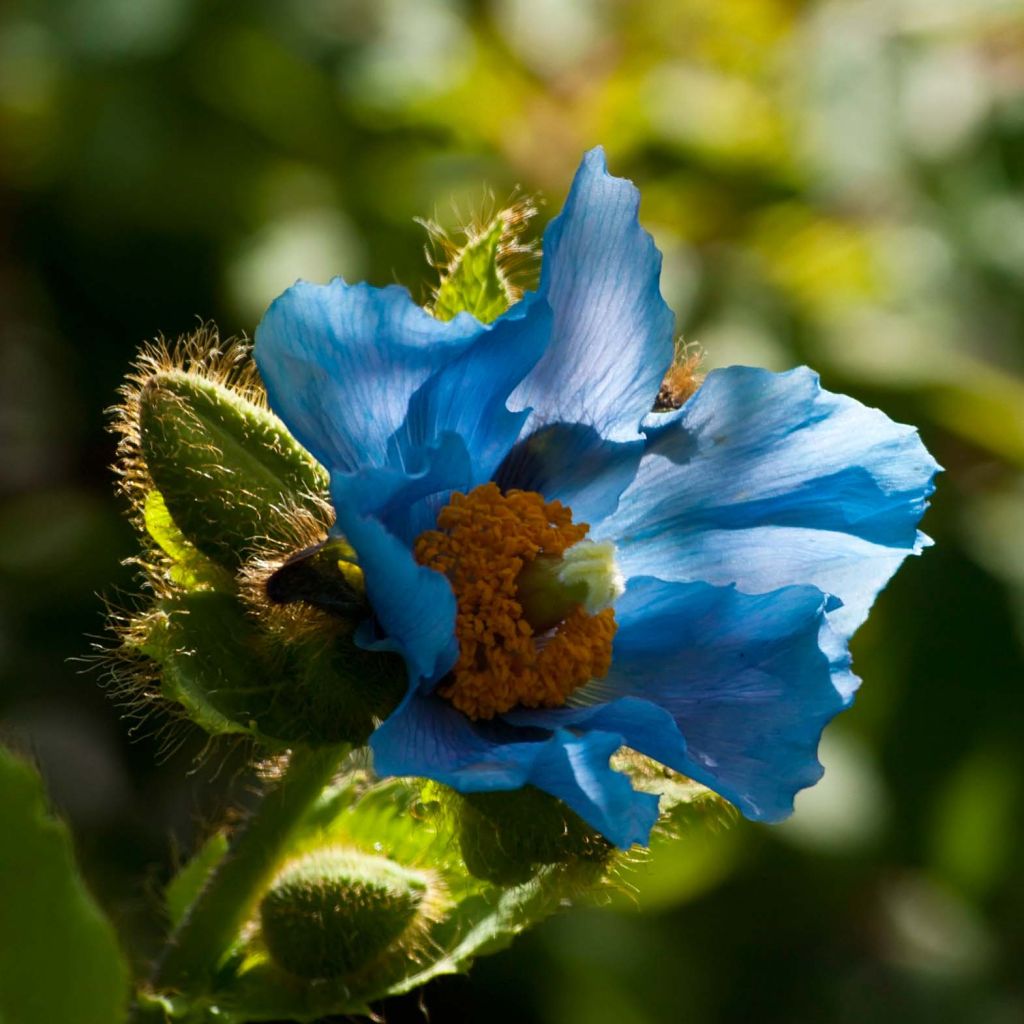 Pavot bleu de l Himalaya - Meconopsis betonicifolia