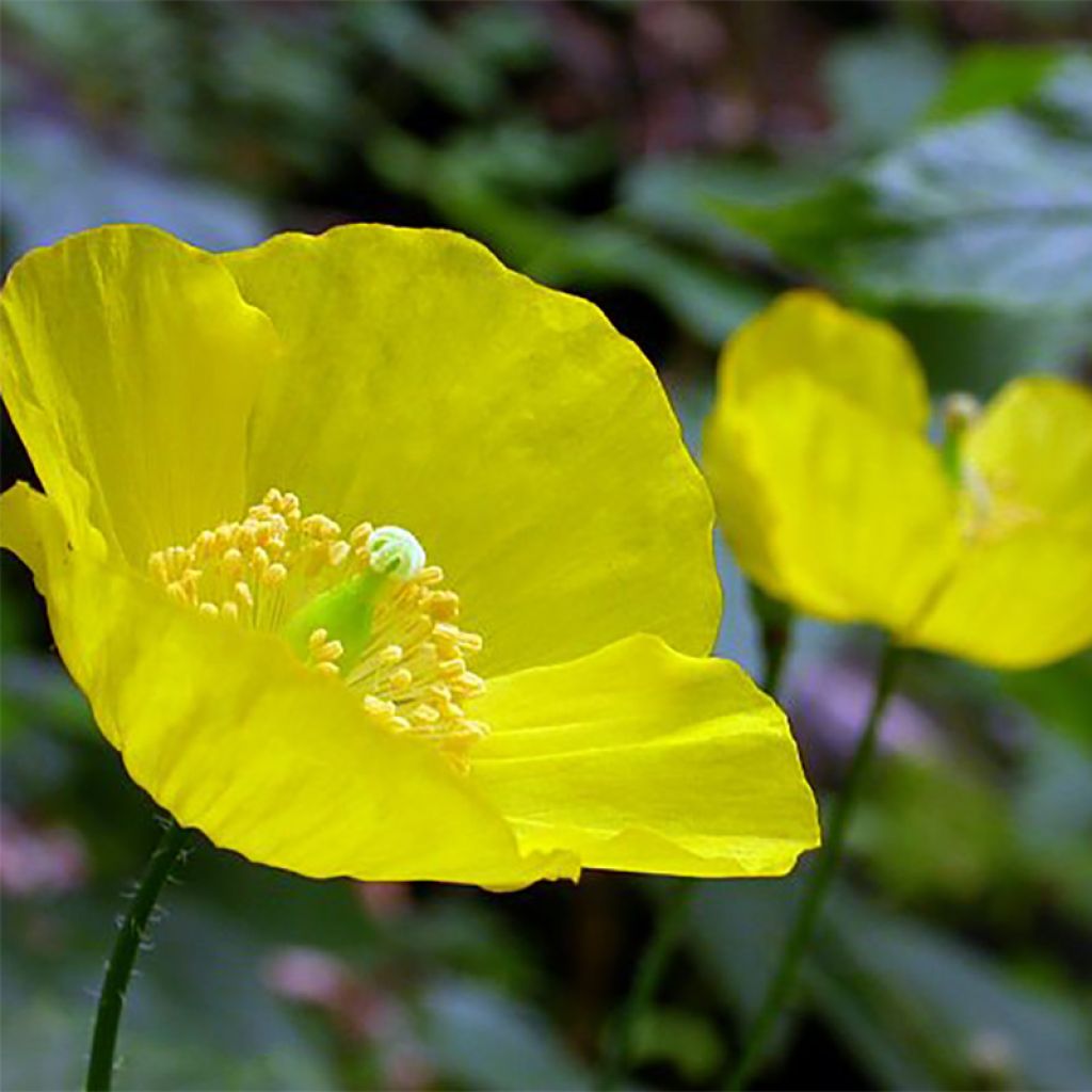 Pavot, Meconopsis cambrica - Pavot du Pays de Galles 