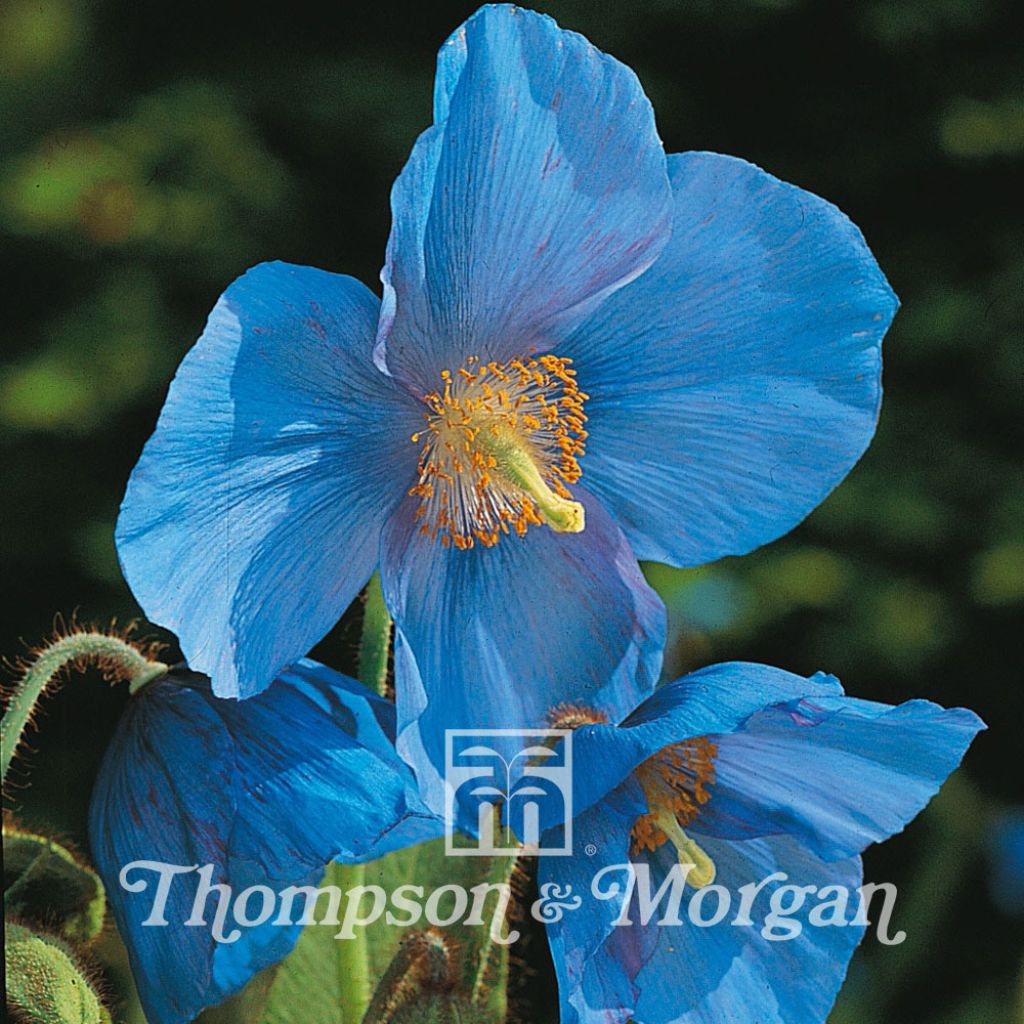 Meconopsis grandis Seeds - Blue Poppy