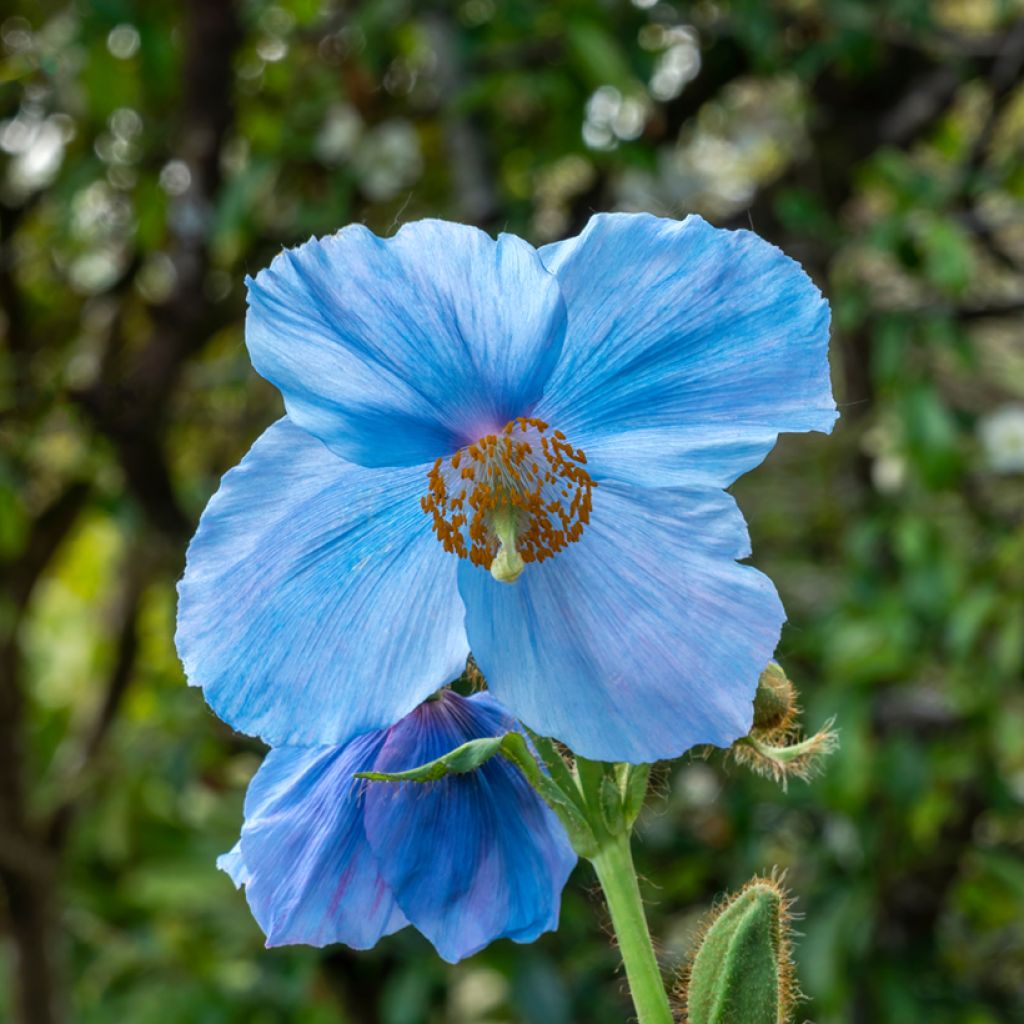 Meconopsis x sheldonii Lingholm - Blue Poppy