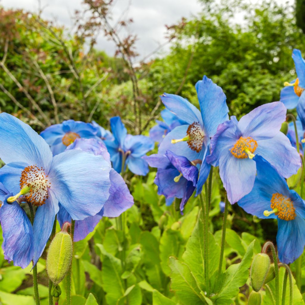 Meconopsis x sheldonii Lingholm - Blue Poppy