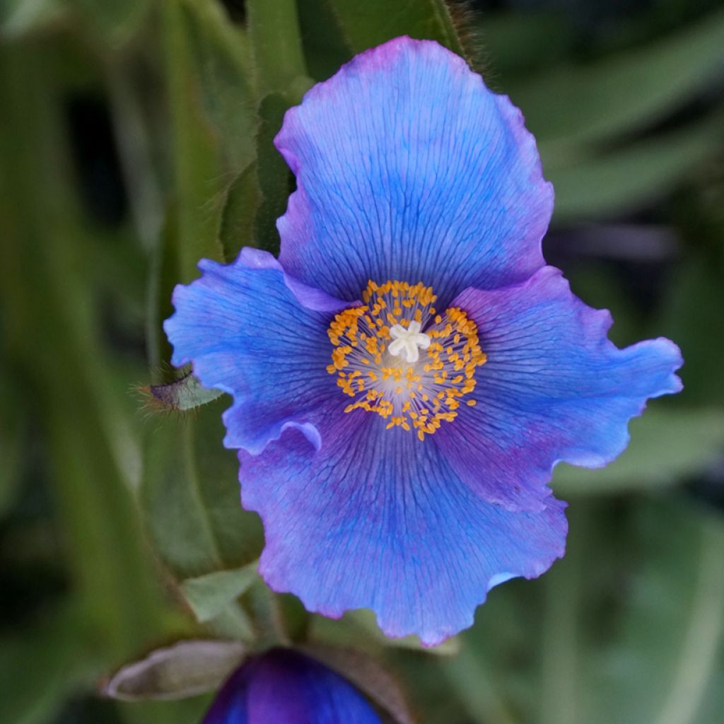 Meconopsis x sheldonii Lingholm - Blue Poppy