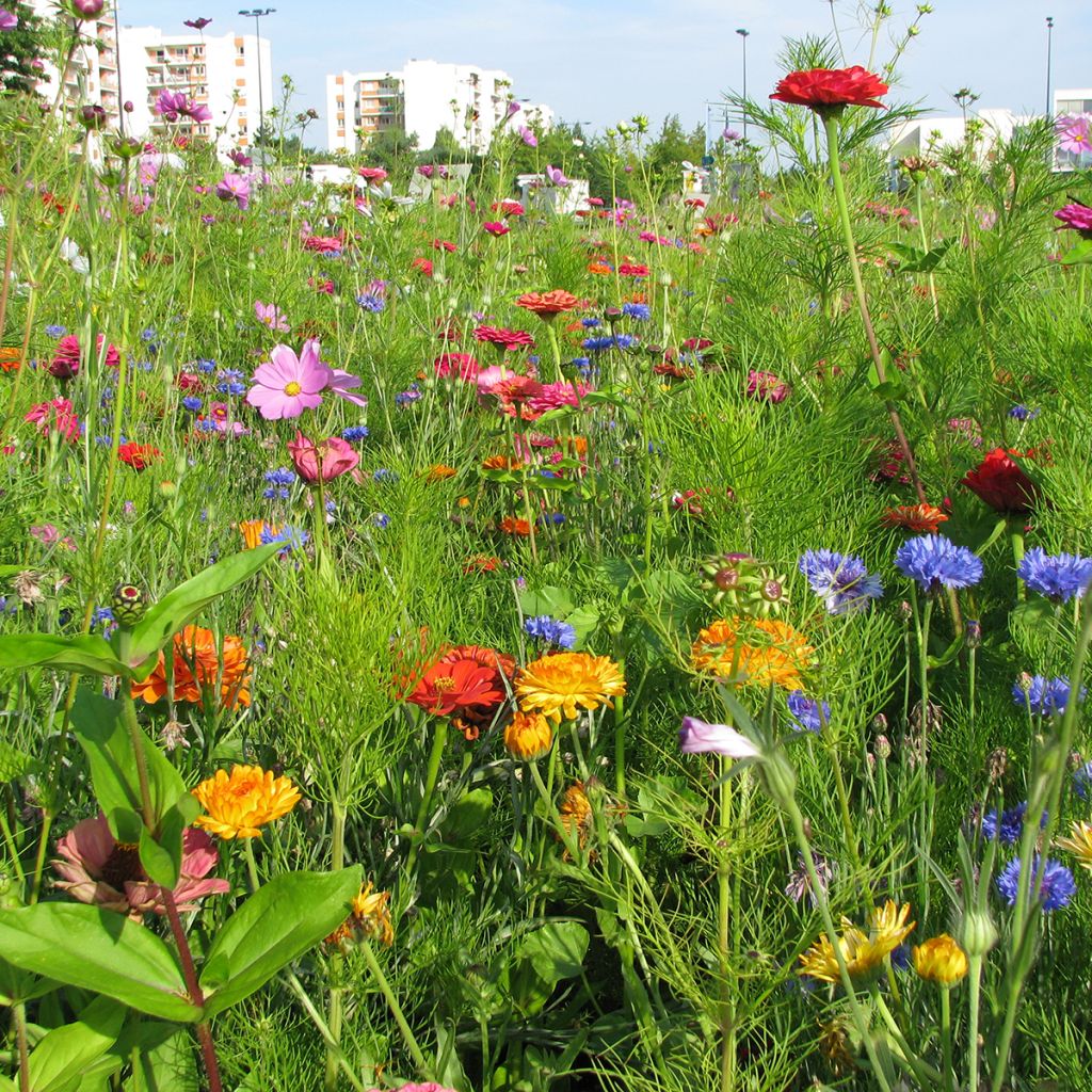 Cut flower mix for bouquets.