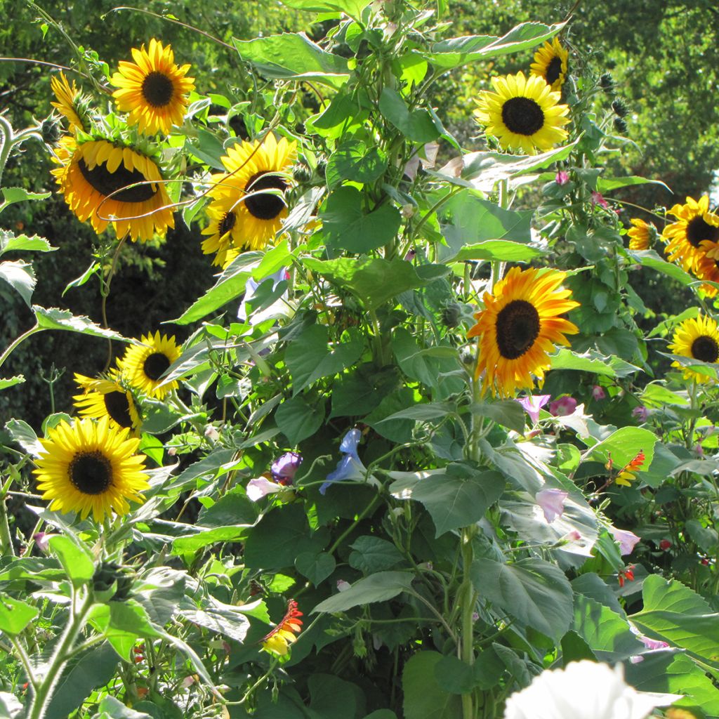 Mix of flowers for privacy.