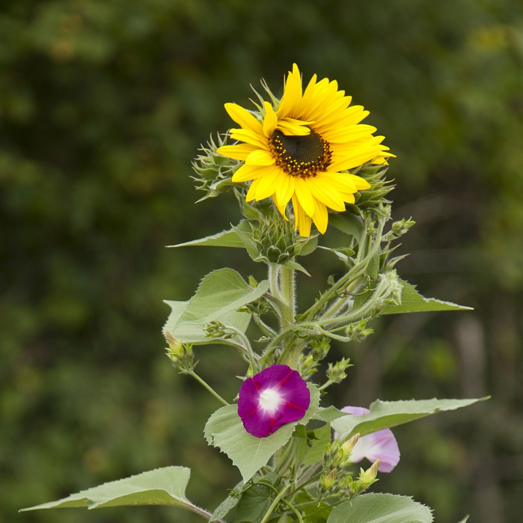 Mix of flowers for privacy.