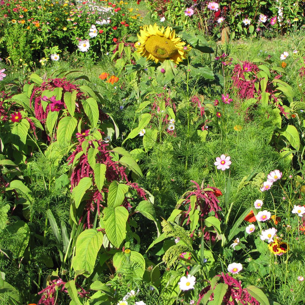 Organic Mix of Flowers for Birds