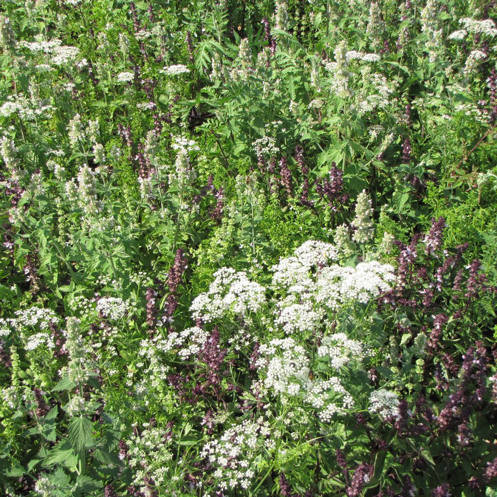 Flower mix to repel mosquitoes