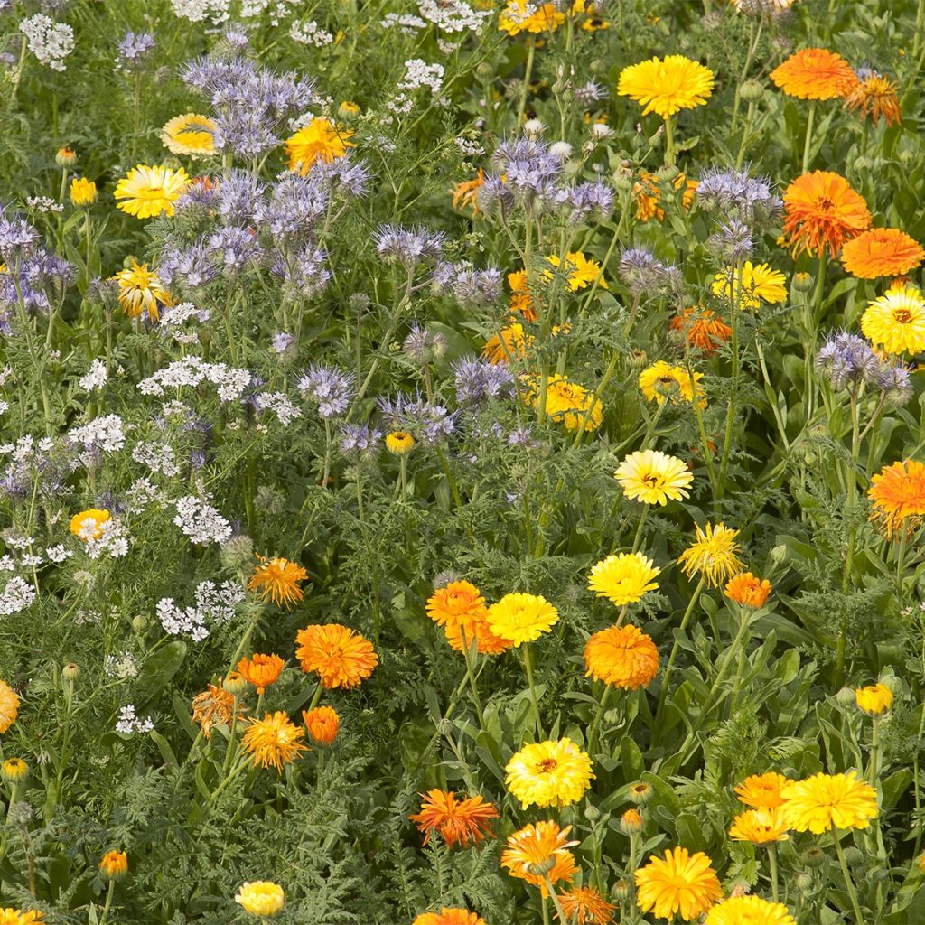 Mélange de fleurs pour limiter les pucerons