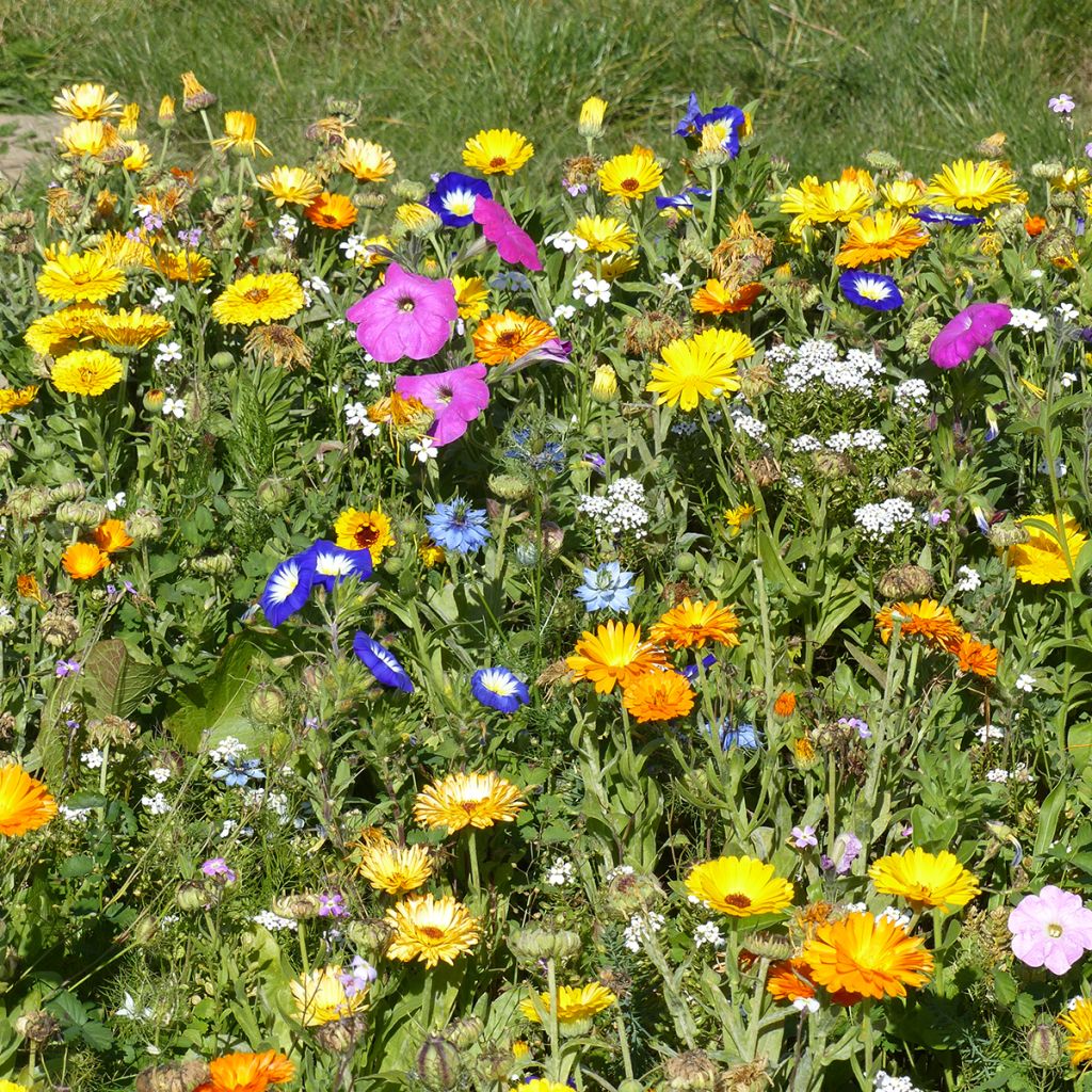 Mix of Annual and Perennial Carpeting Flowers