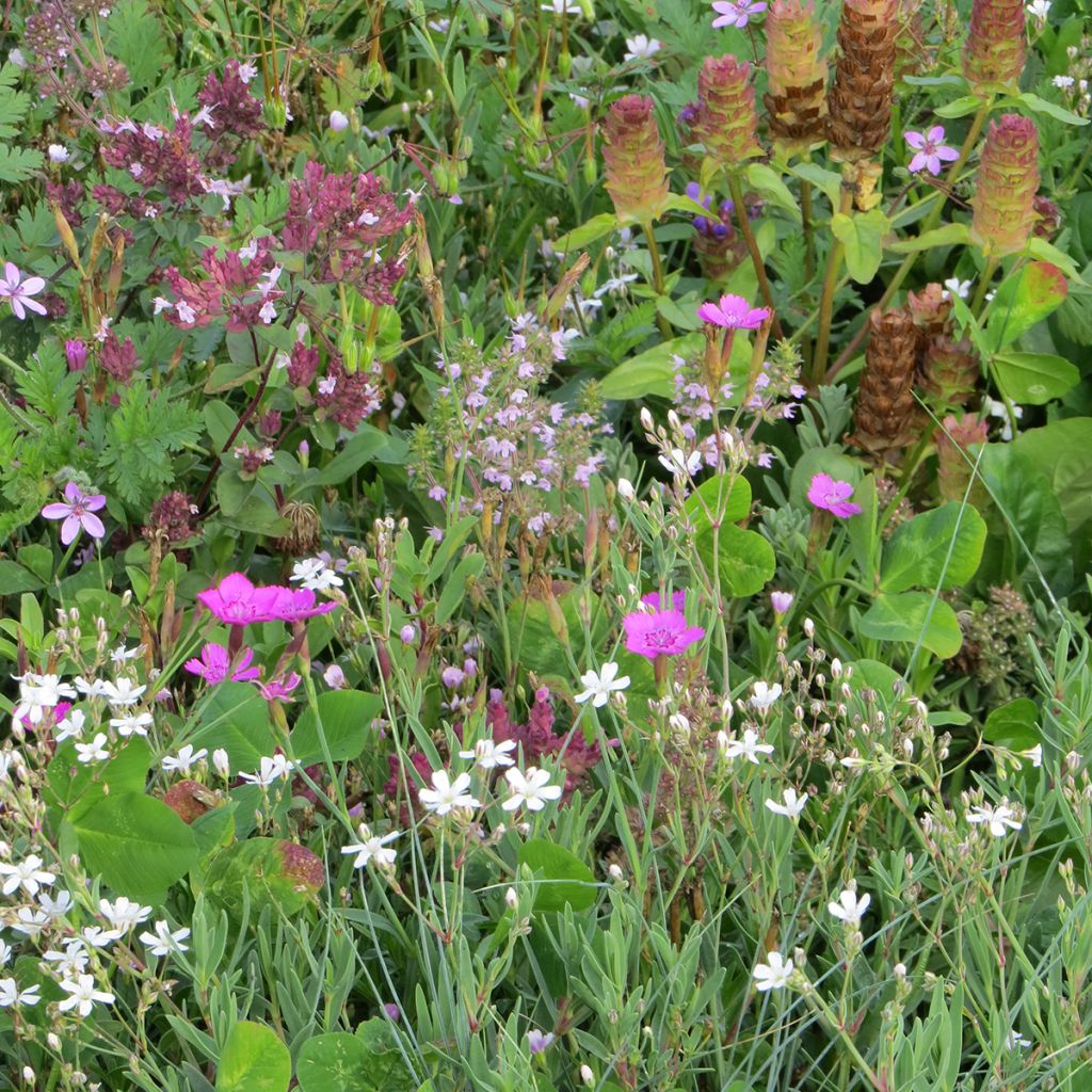 Perennial ground cover mix