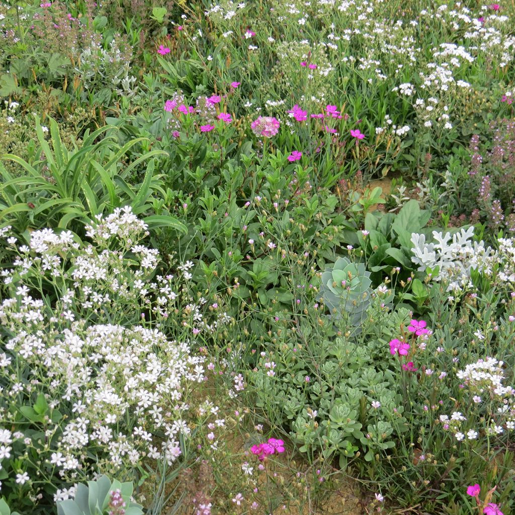 Perennial ground cover mix