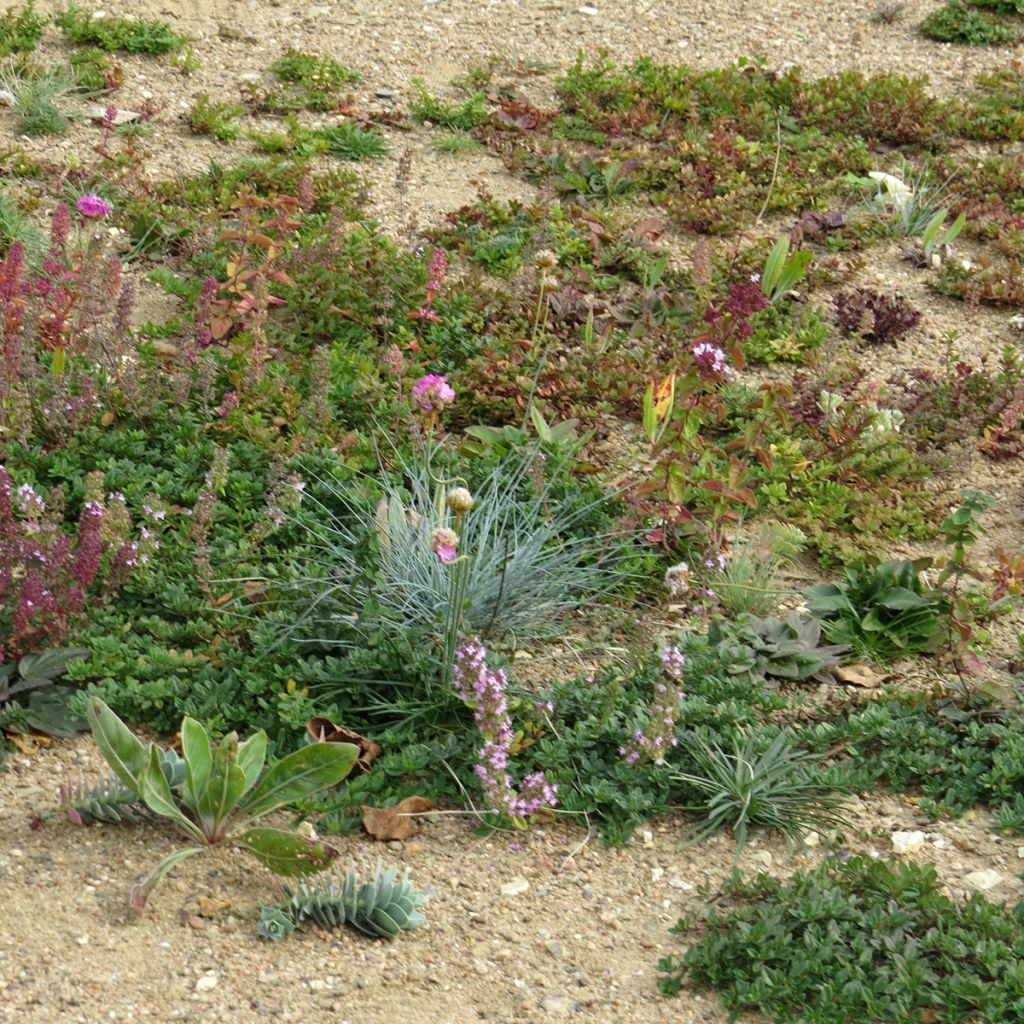 Perennial ground cover mix