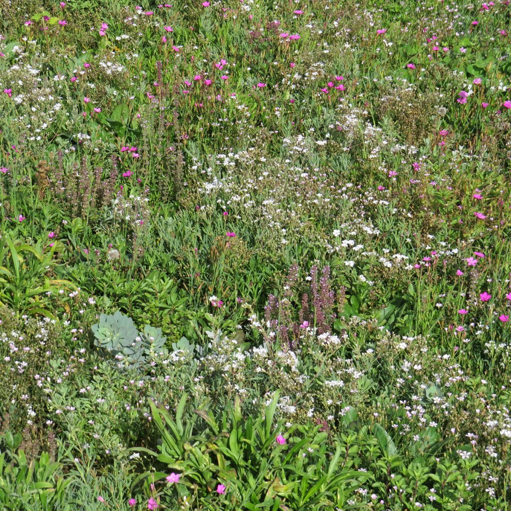 Perennial ground cover mix