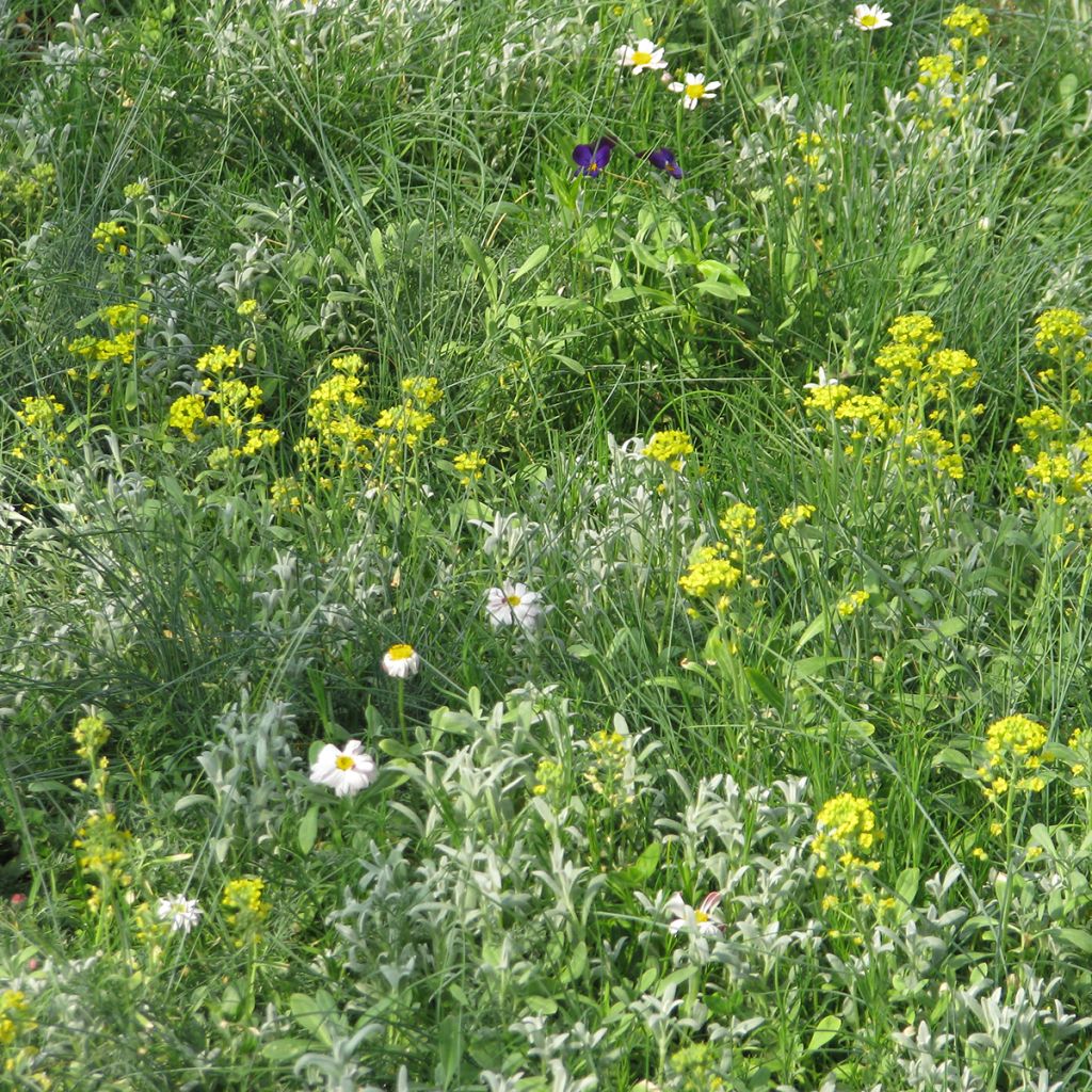 Perennial ground cover mix