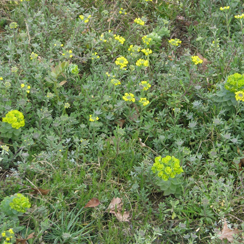 Perennial ground cover mix