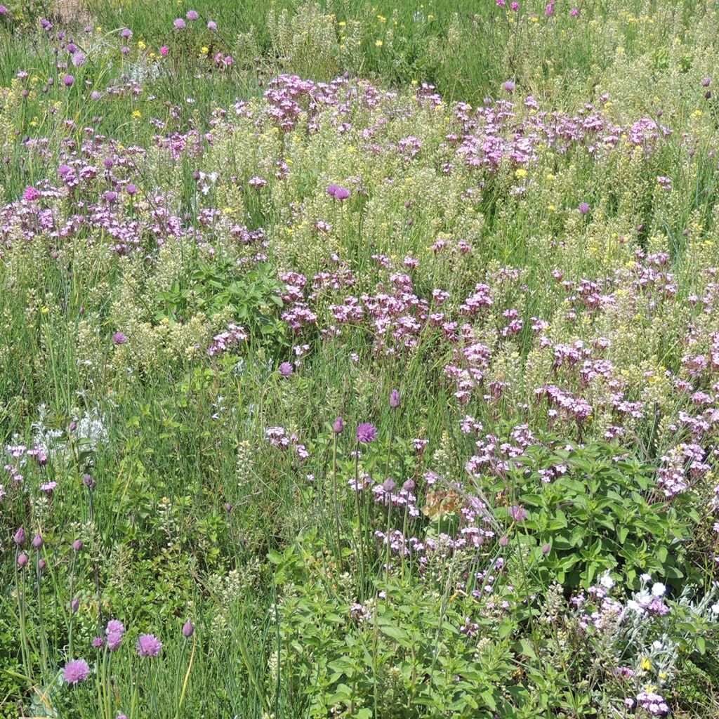 Perennial ground cover mix