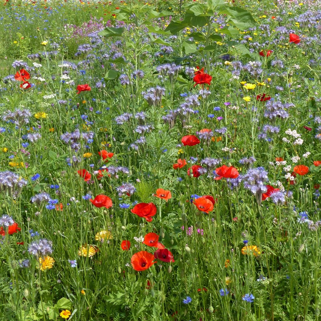 Mélange pour attirer les pollinisateurs - Boite 25 m2