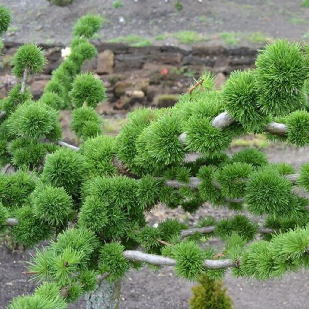 Mélèze - Larix decidua Krejci