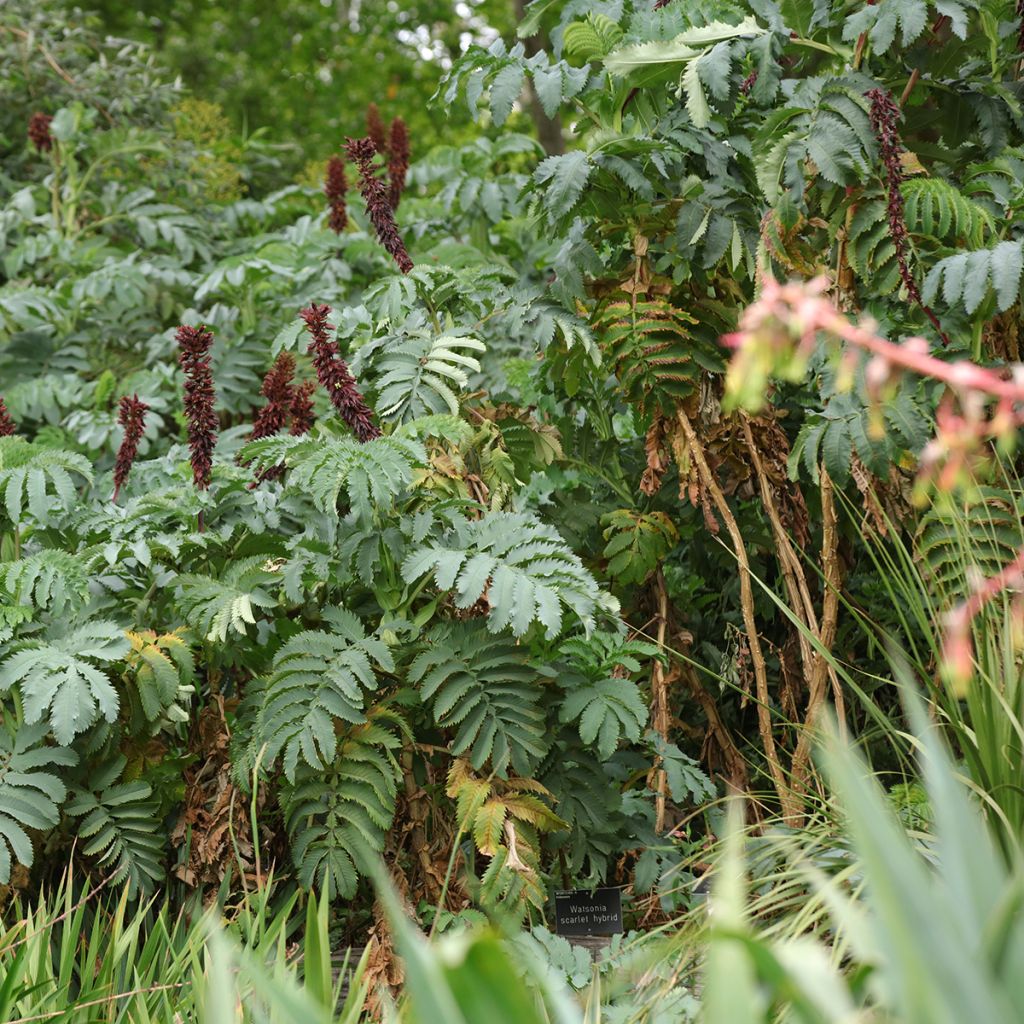 Melianthus major