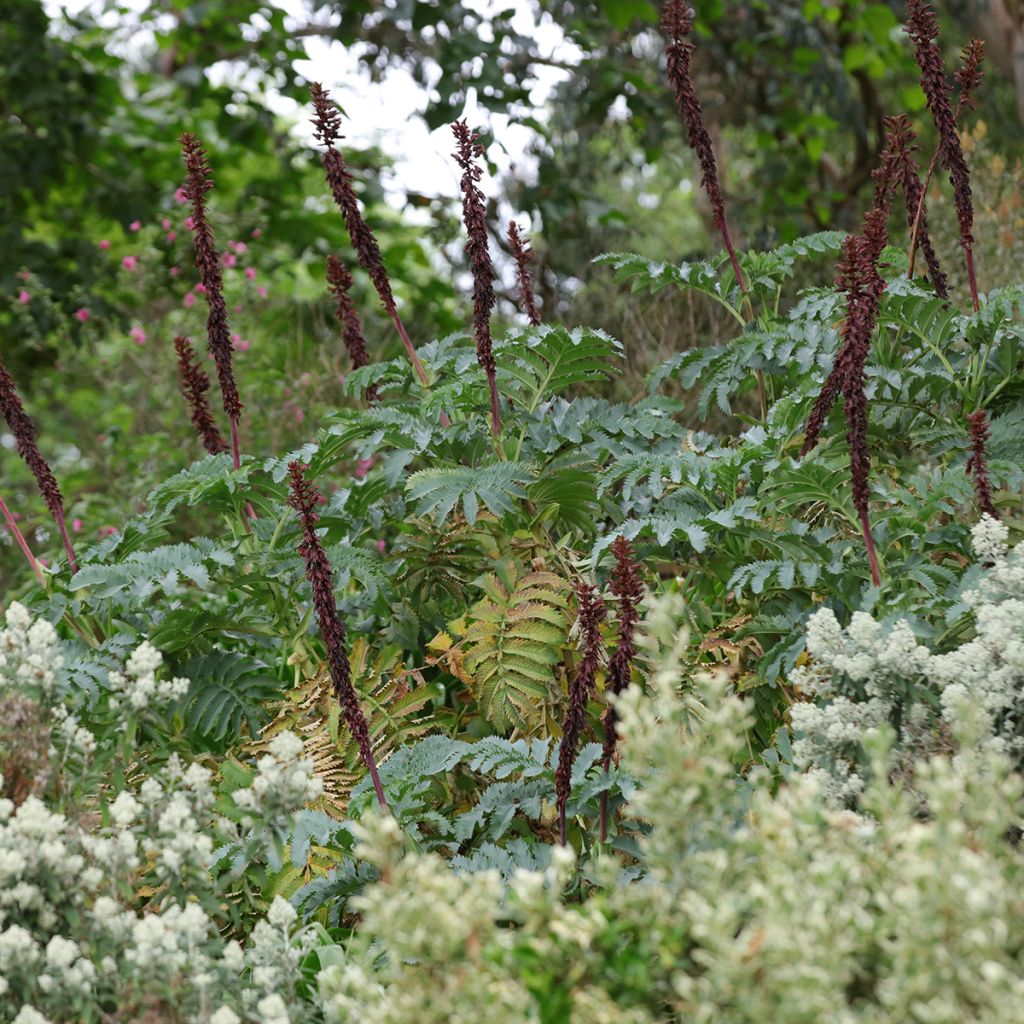 Melianthus major