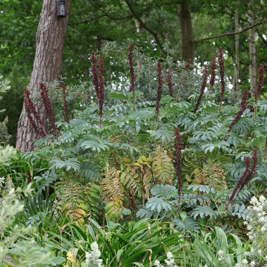 Melianthus major