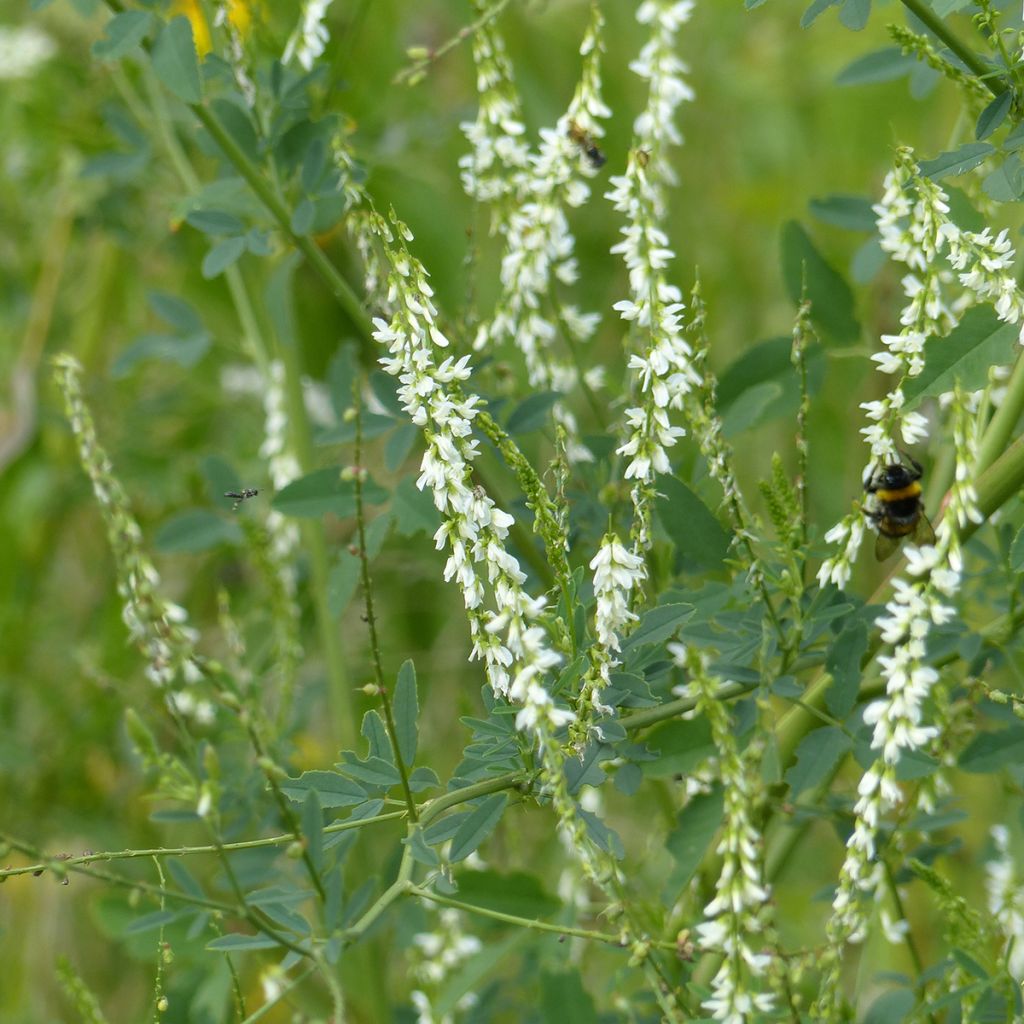 White Melilot Seeds - Melilotus albus