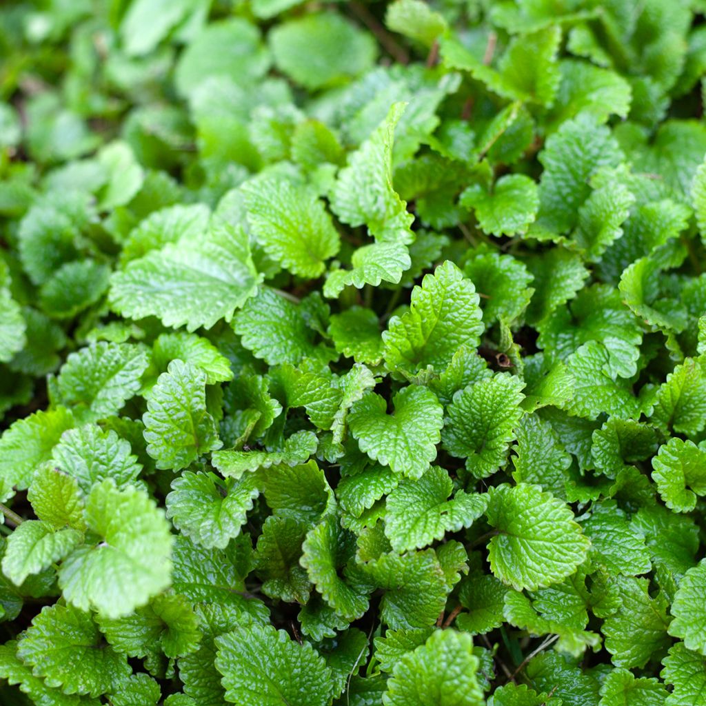 Oragnic Melissa officinalis