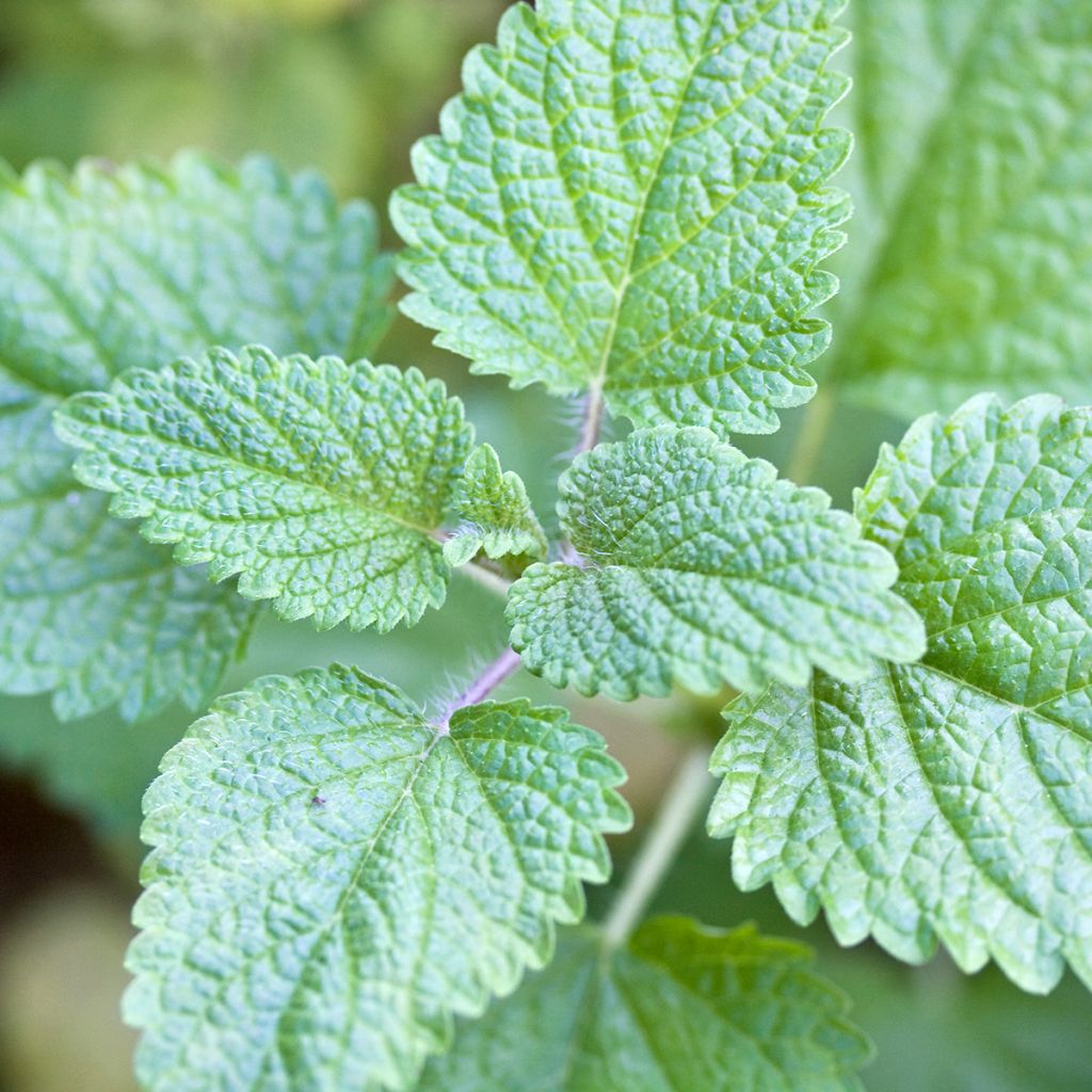 Mandarina Lemon Balm - Seeds