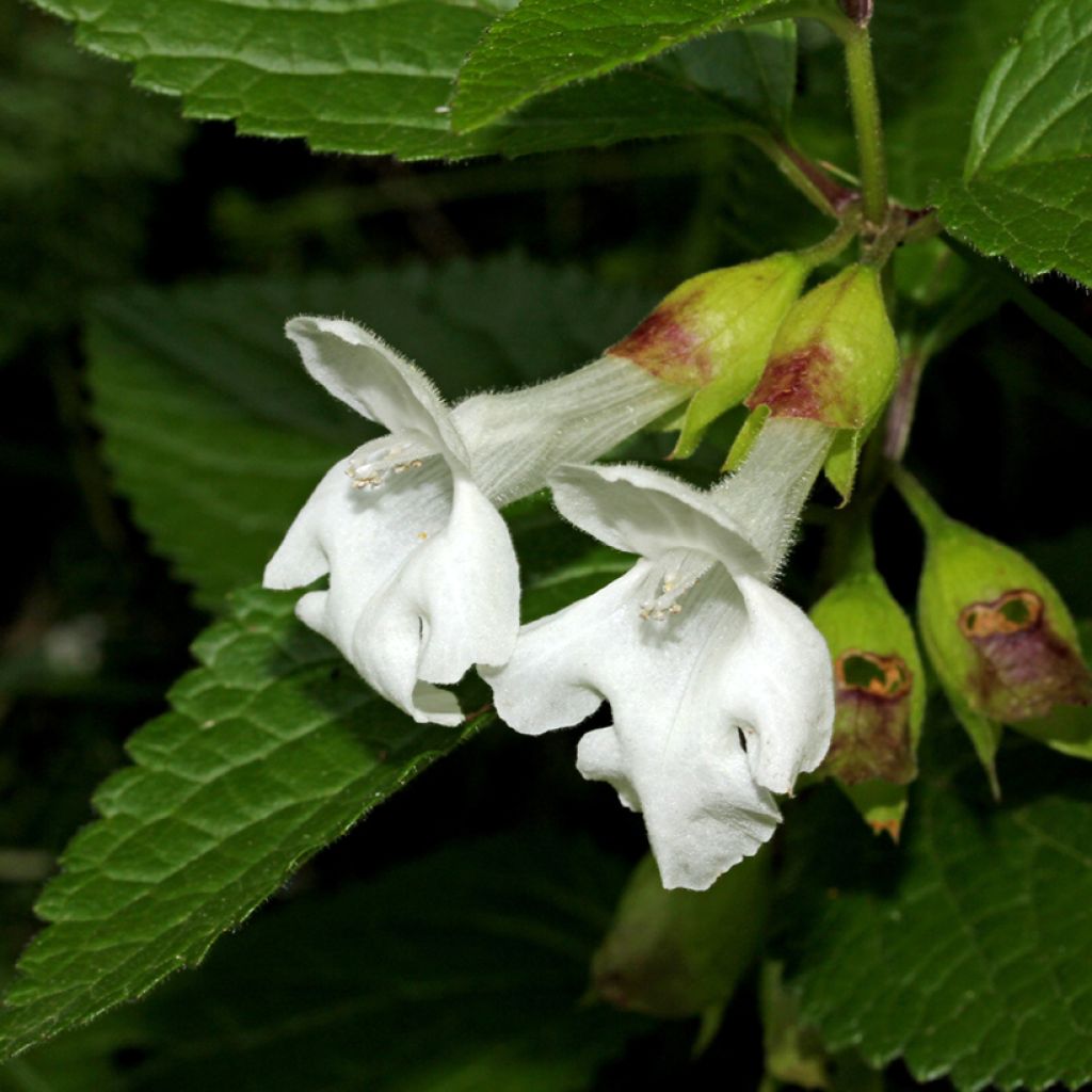 Melittis melissophyllum Alba