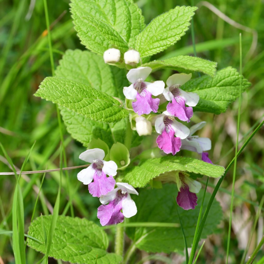 Melittis melissophyllum Royal Velvet