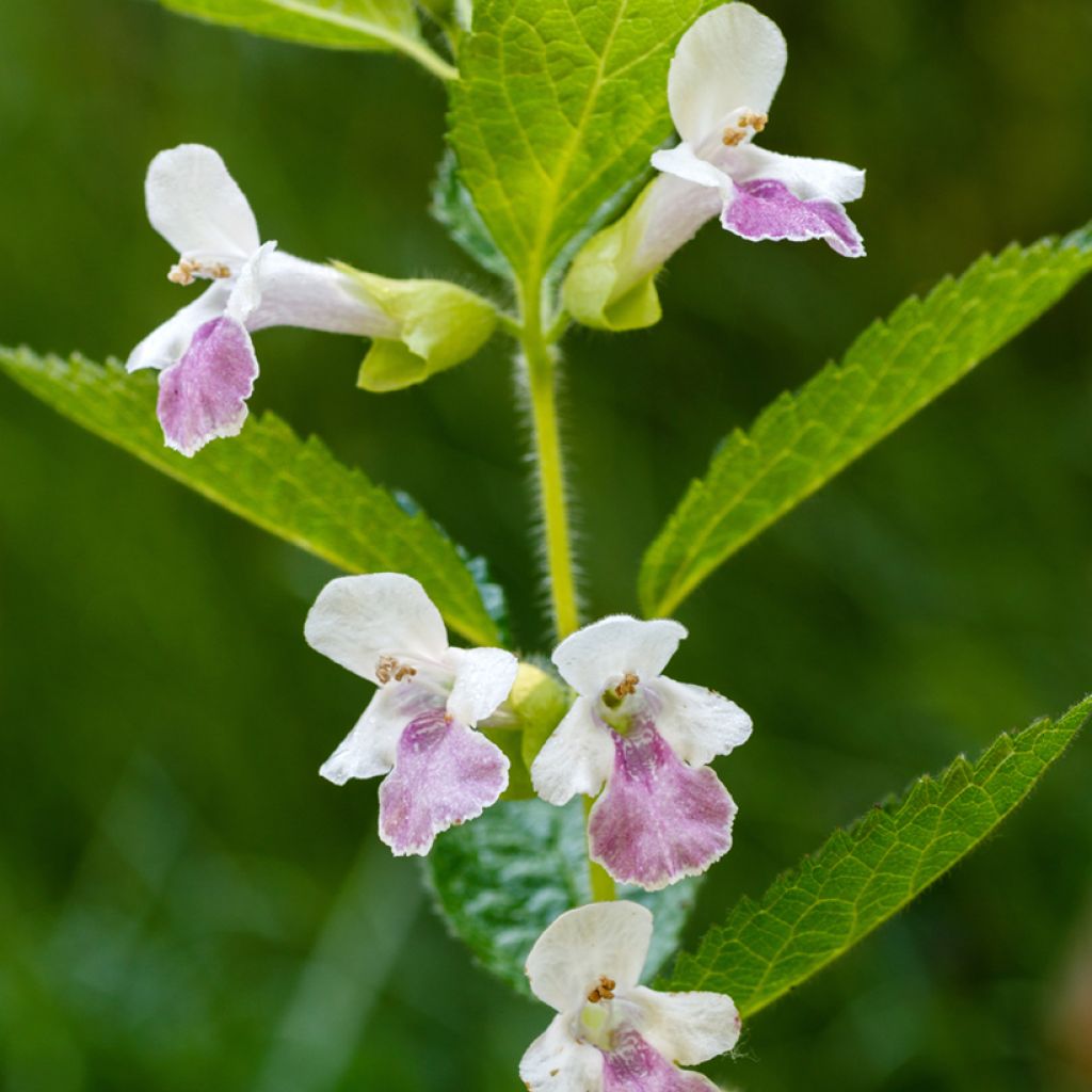 Melittis melissophyllum