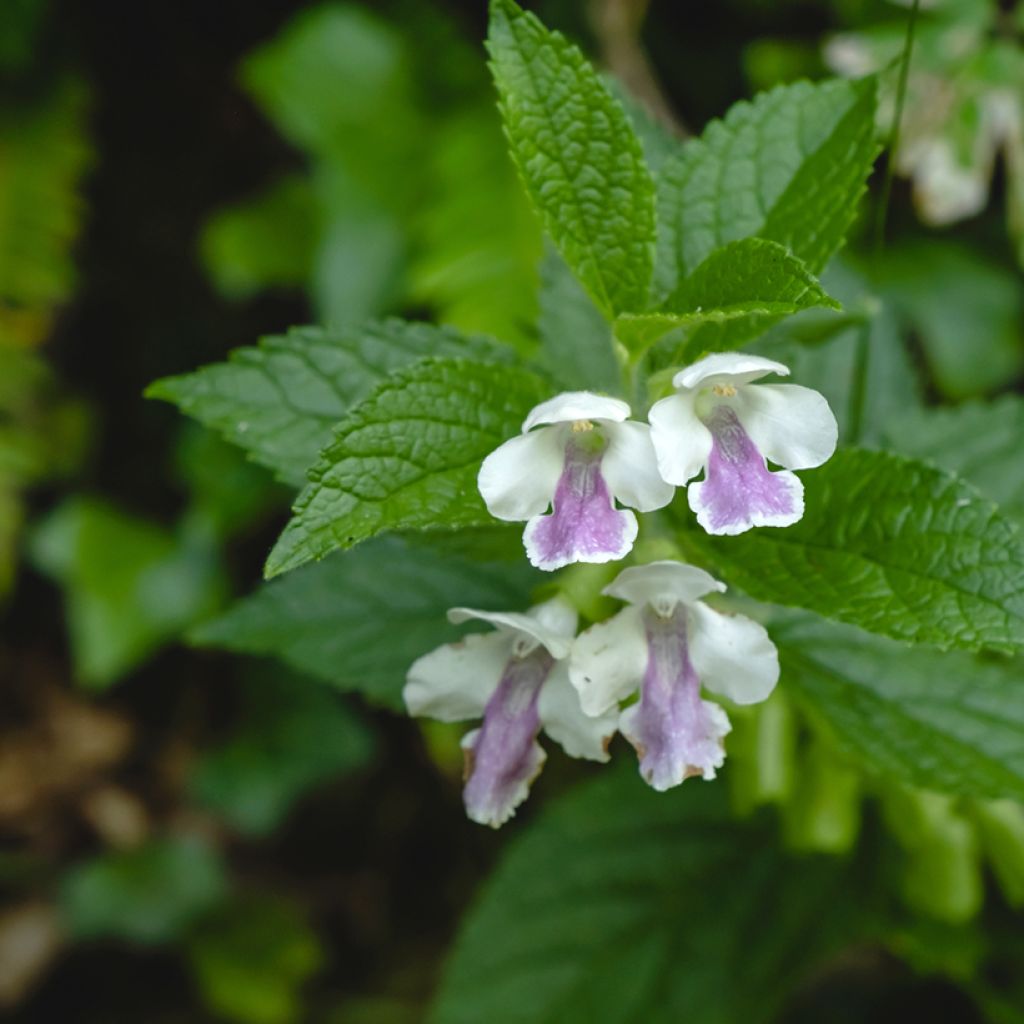 Melittis melissophyllum