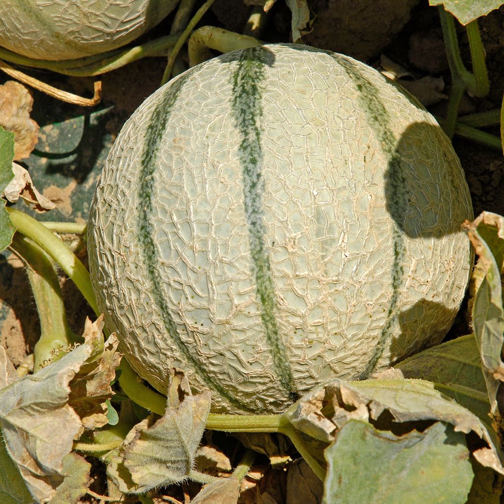 Melon Anasta F1 plants - Cucumis melo