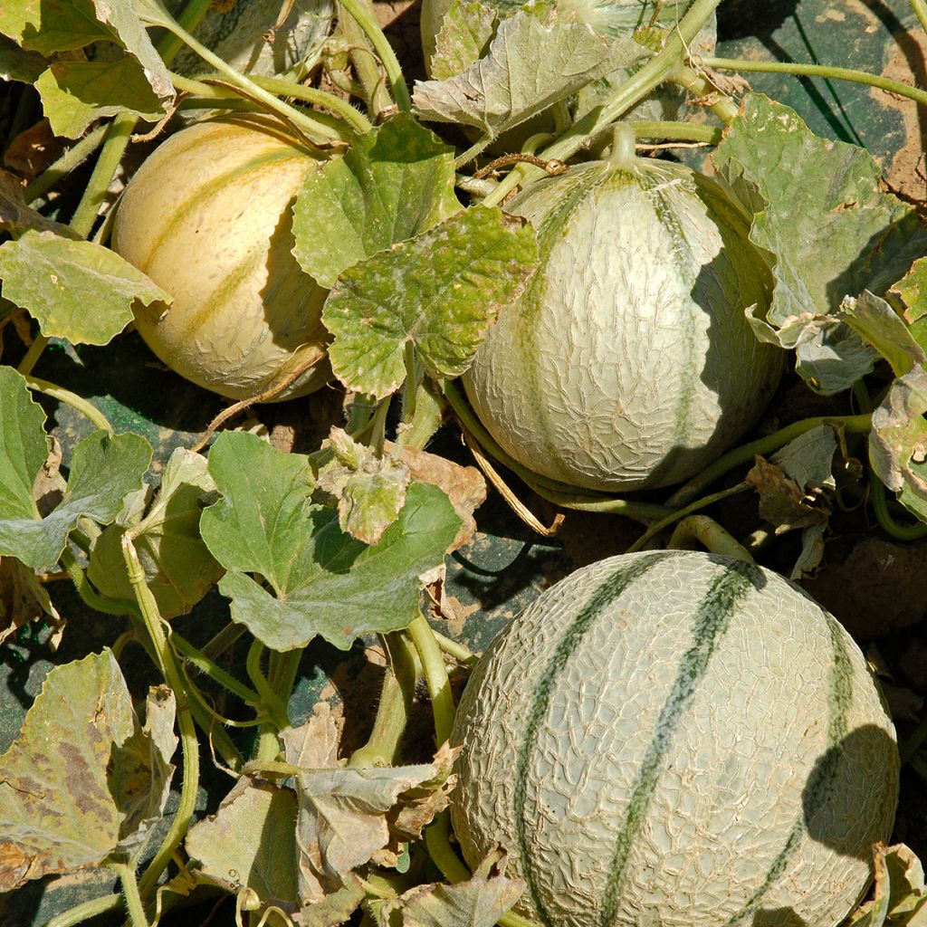 Melon Anasta F1 plants - Cucumis melo