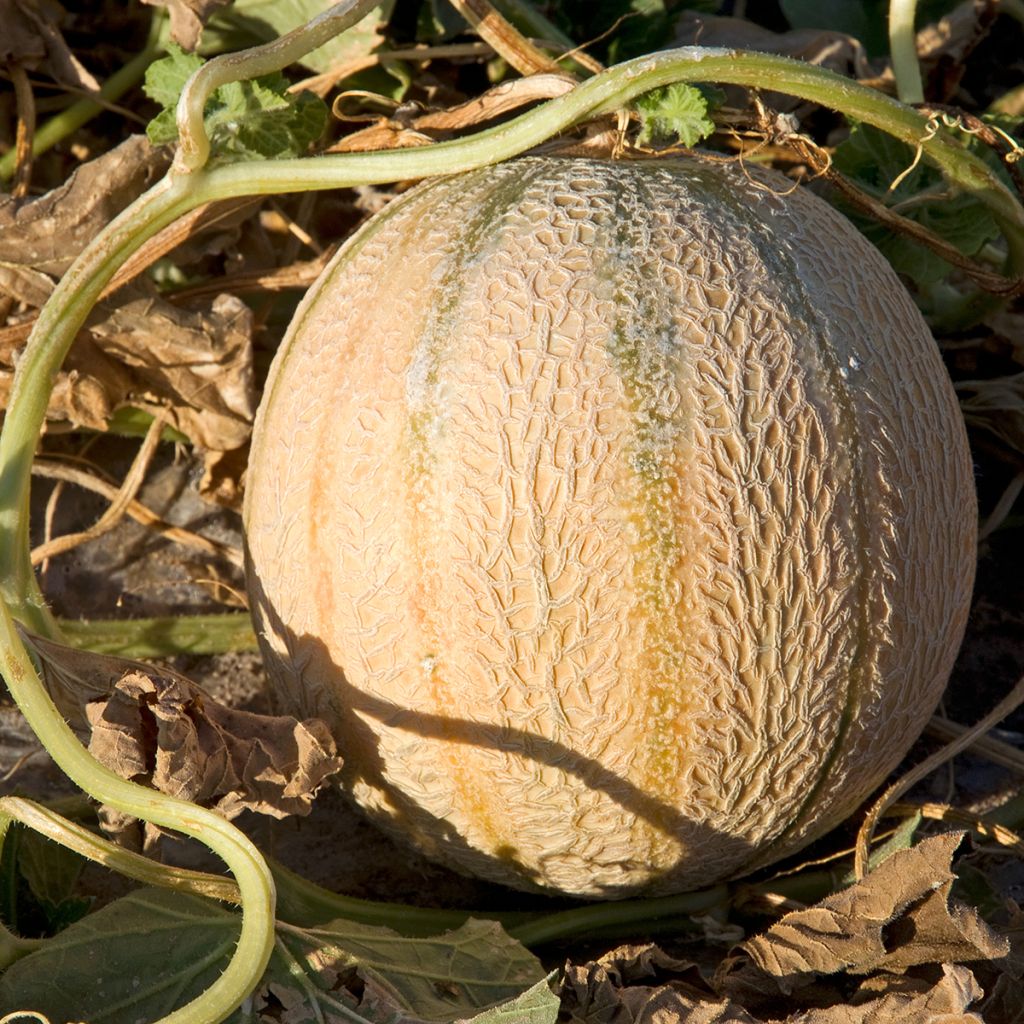 Cucumis melo