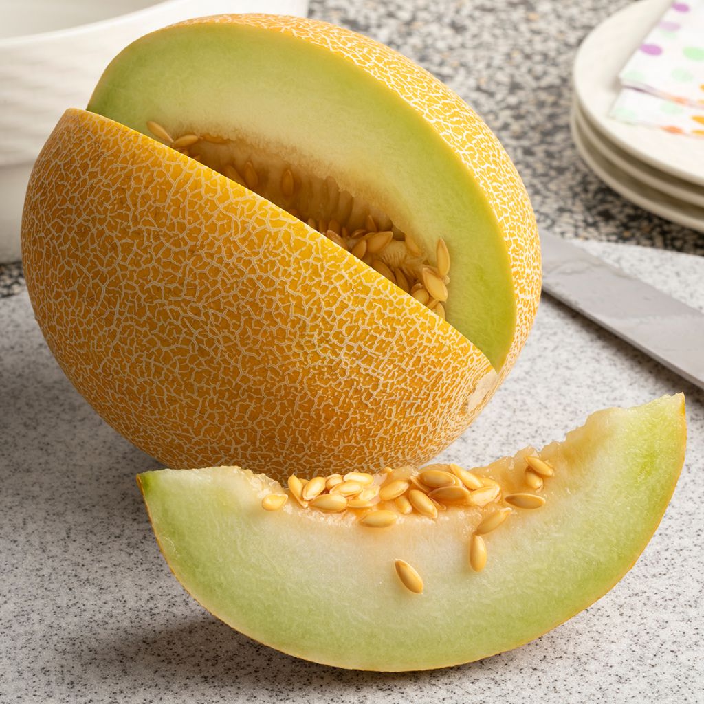 Cucumis melo Galia