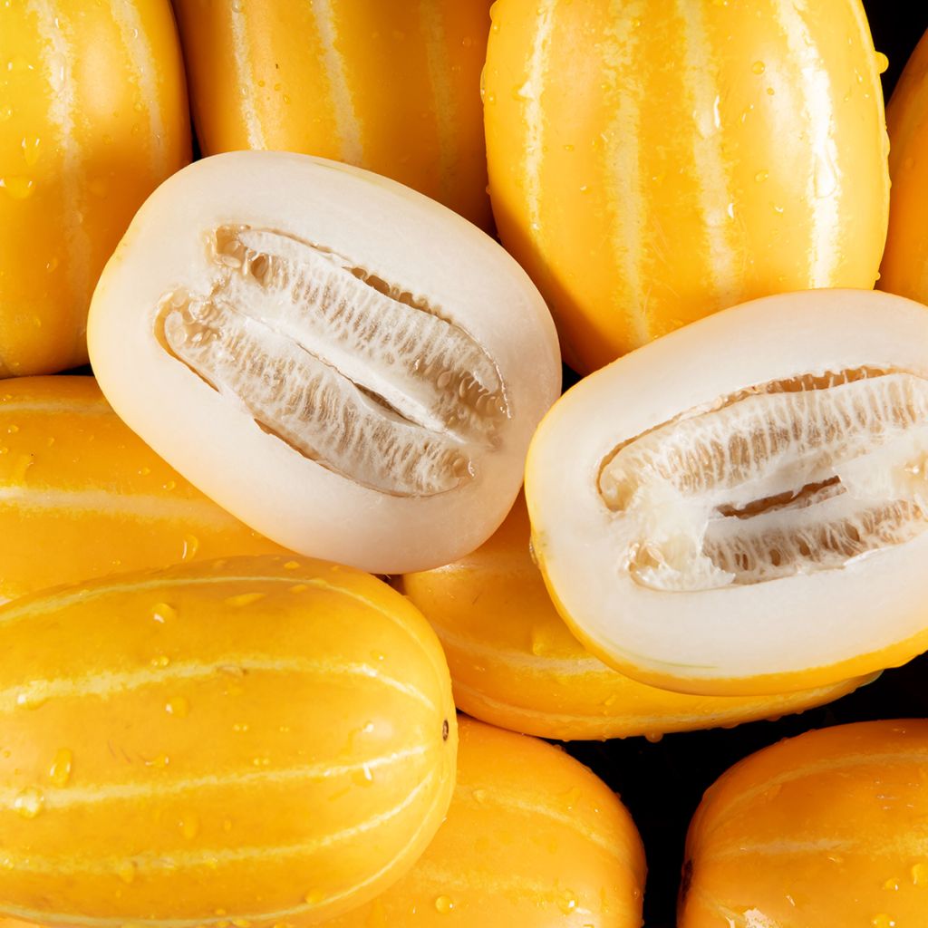 Cucumis melo Mango