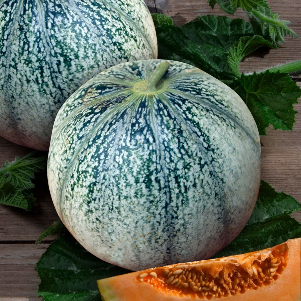 Cucumis melo Petit Gris de Rennes