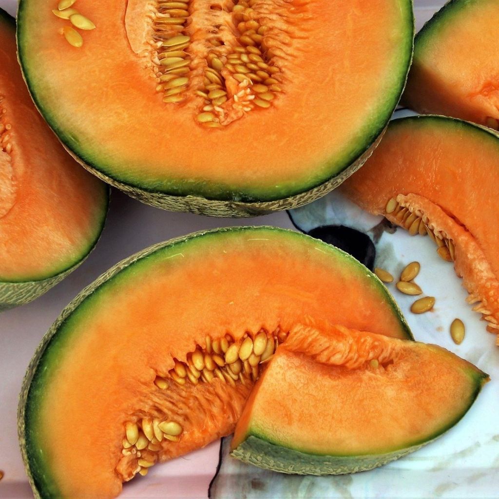 Melon charentais Santon en plant