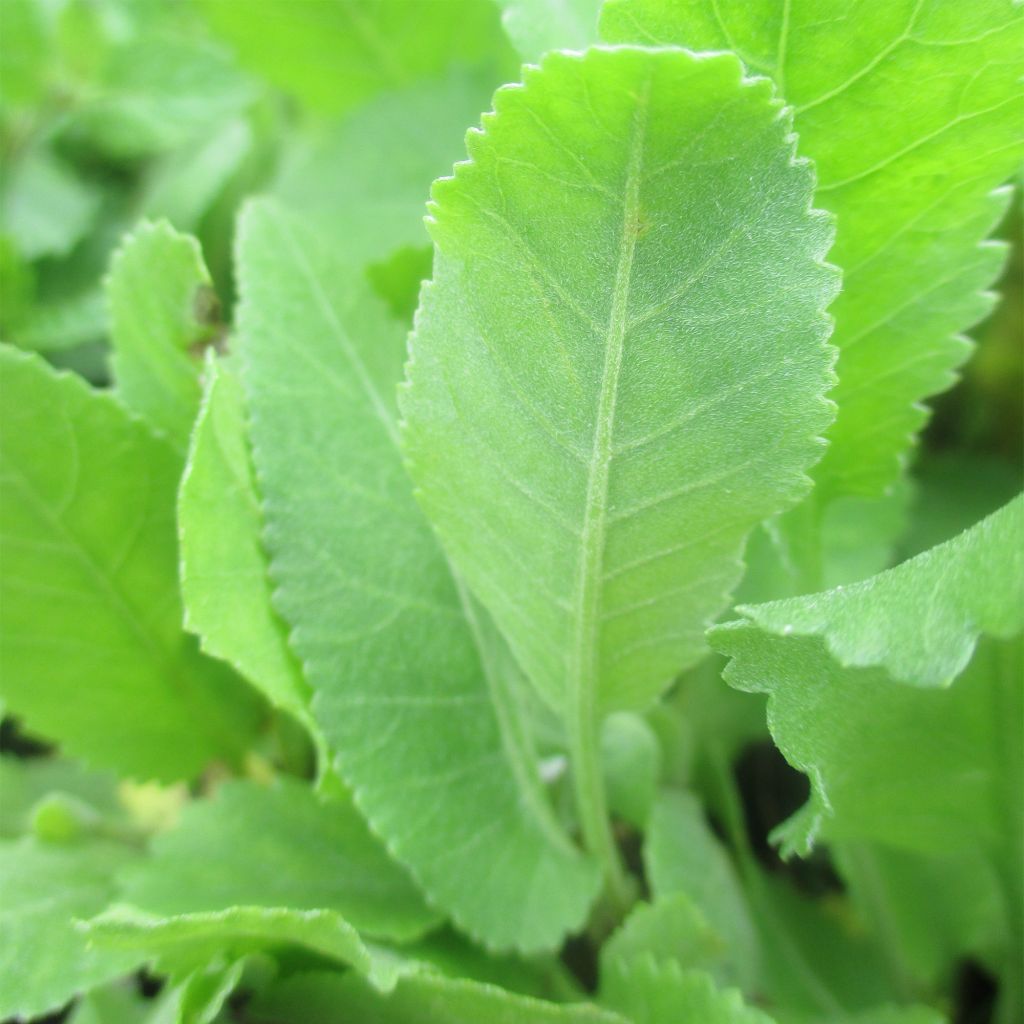 Mentha Coq -Tanacetum balsamita