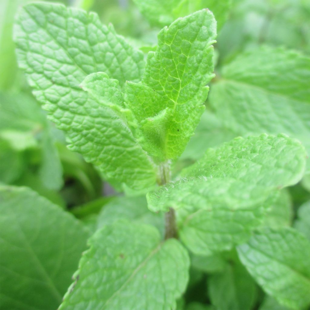 Mentha Espagnole - Mentha spicata Spanish