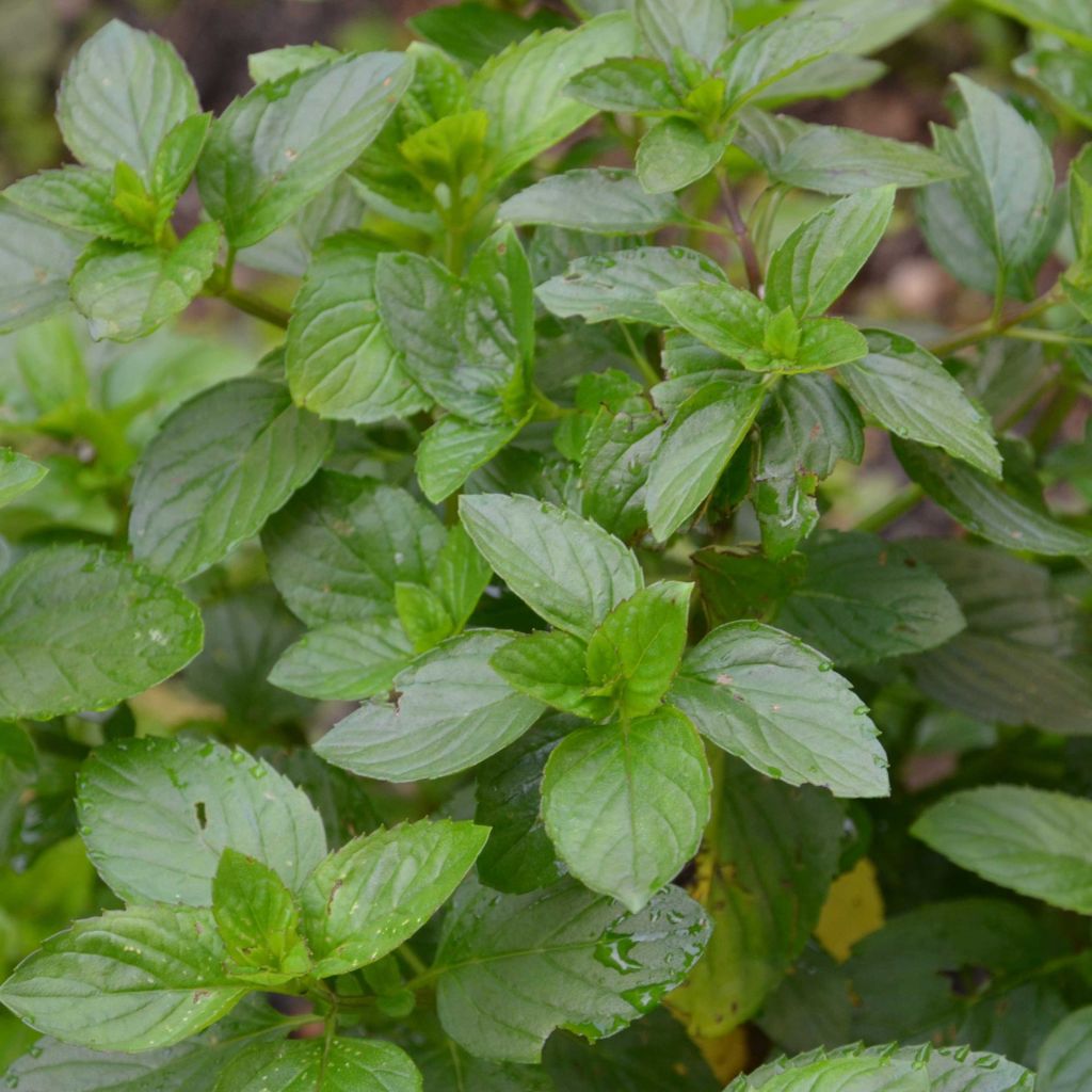 Mentha citrata Bergamote - Menthe Bergamote