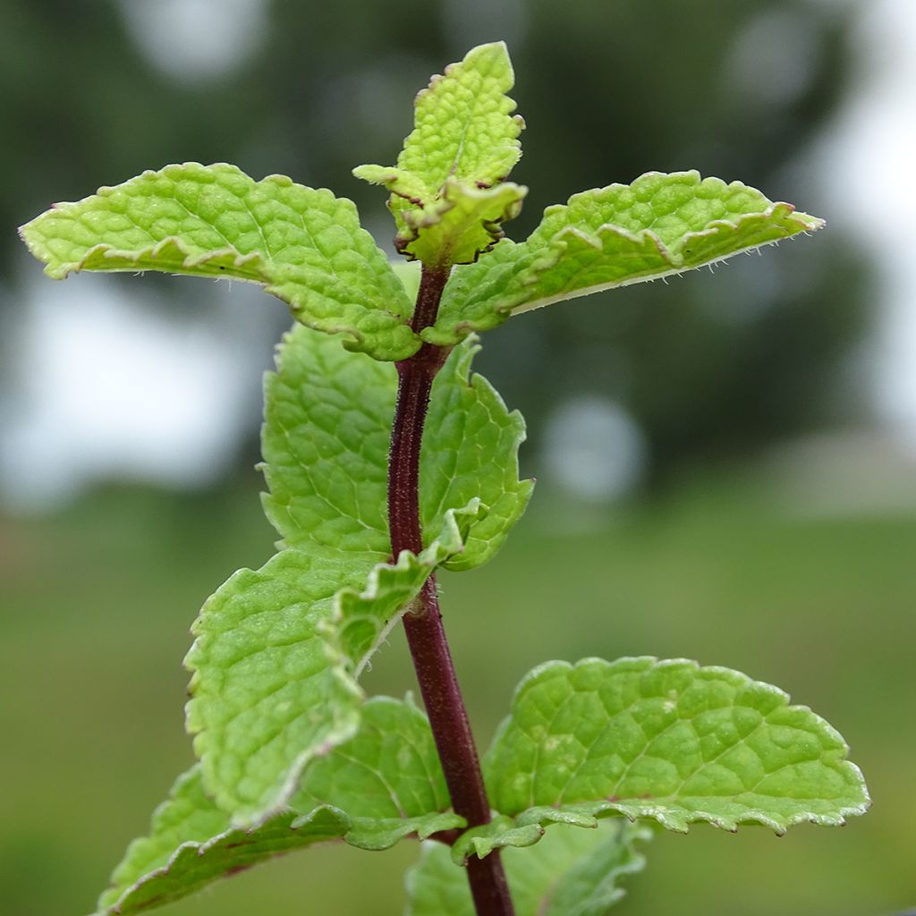 Mentha haplocalyx - Mint