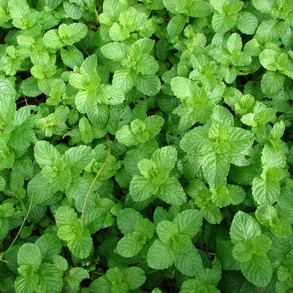 Menthe chewing gum  - Mentha spicata Yakima ® en plant