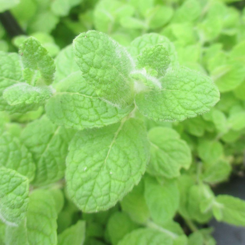 Mentha suave - Mentha suaveolens